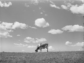 Cow in Pasture, Santi County
