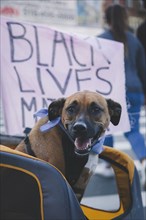 Dog and Black Lives Matter Sign during Celebration of President-Elect Joe Biden, Brooklyn