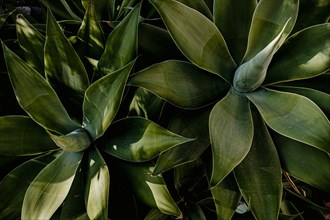 Detail of Agave Attenuata Plant,