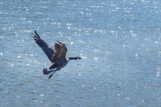 Flying Goose over Water