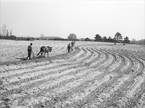 Farmers plowing and planting on Farm near Pacolet