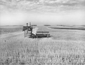 Harvesting wheat with Combine