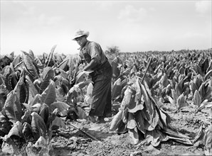 farmer, tobacco, agriculture, occupations, historical,