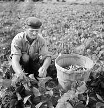 man, occupations, farmer, agriculture, historical,