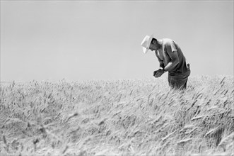 Farmer standing in Field of Wheat