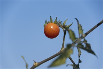 Baby Red Tomato on Vine