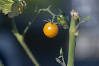 Baby Yellow Tomato on Vine