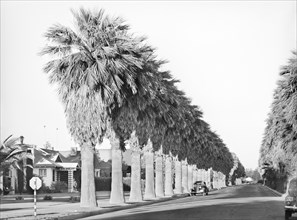 Palm Trees lining Residential Street