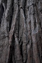 Redwood Tree Detail