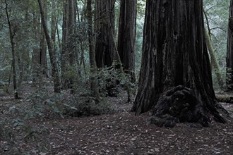 Redwood Forest at Dusk
