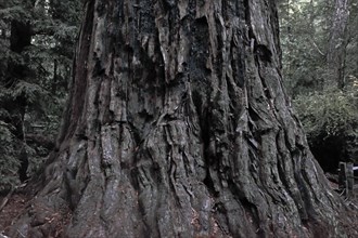 Redwood Tree Trunk