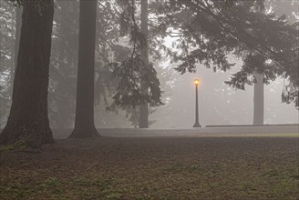Pathway and illuminated Lamppost in Fog