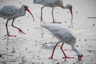 White Ibis Birds eating at seashore