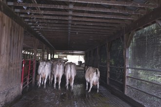 Rear View of Cows inside Barn