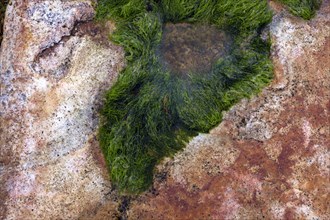 Tide Pool with Green Seaweed