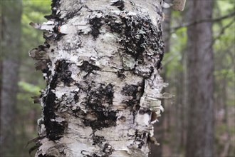 Peeling bark on Birch Tree