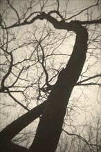 Low Angle View of Tree Silhouette with no Leaves
