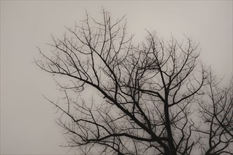Silhouette of Bare Tree Branches against Cloudy Sky