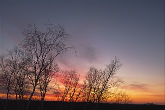 Silhouette of Bare Trees at Sunset