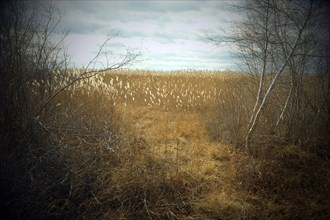View of Field of Tall Grass through opening of Bare Birch Trees