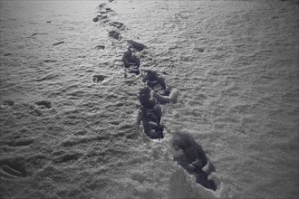Footprints in Snow at Night
