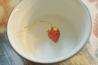 Strawberry in White Bowl