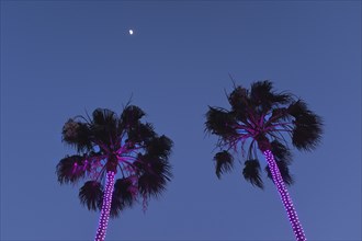 Low Angle View of Illuminated Palm Trees