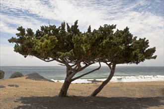 Two Windswept Trees on Beach
