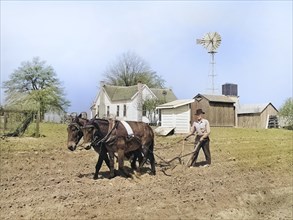 Farmer plowing Field