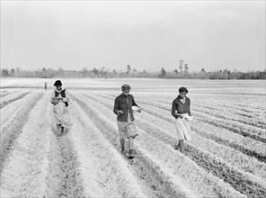 Three agricultural workers planting corn on a large plantation near Moncks Corner