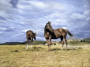 Two ranch horses on grazing land near Lame Deer, Montana, USA, Marion Post Wolcott, U.S. Farm