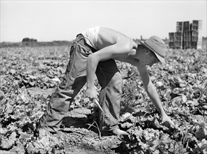 Teen boy cutting lettuce in field, Canyon County, Idaho, USA, Russell Lee, U.S. Farm Security