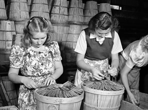 Young women "dressing" crates of peas for shipment, Canyon County, Idaho, USA, Russell Lee, U.S.