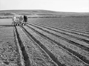 Farmer discing his land, Black Canyon Project, Canyon County, Idaho, USA, Russell Lee, U.S. Farm