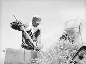 Agricultural worker at hay chopper, the Casa Grande Valley Farms, Pinal County, Arizona, USA,
