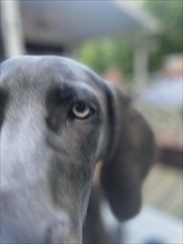 Blurred dog, face detail