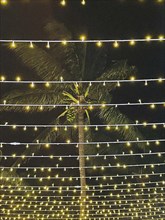 String lights and palm tree at night, low angle view