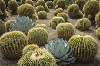 Field of golden barrel cacti with agave succulents, Huntington Gardens, Pasadena, California, USA