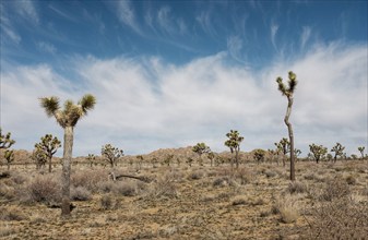 Valley of Joshua trees against dramatic blue sky and clouds, Joshua Tree National Park, California,