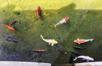 High angle view of large Japanese Koi swimming in pond, Huntington Gardens, Pasadena, California,