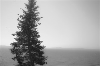 Windswept tree and grey skies against Penobscot Bay, Maine, USA