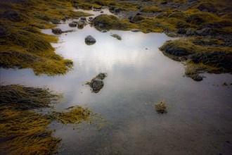 Tidal pool with exposed rocks and seaweed, Castine, Maine, USA