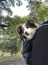 Toy Australian Shepherd being carried in backpack in park