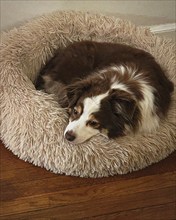 High angle view of Miniature Australian Shepherd resting on soft dog bed