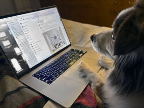 Dog looking at laptop computer screen