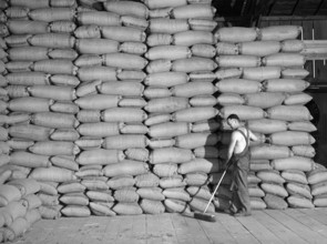 Man sweeping floor near stacked sacks of wheat in warehouse, Walla Walla County, Washington, USA,