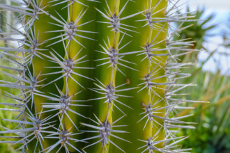 Saguaro cactus needles