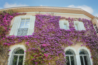 Beautiful flowering vines on building exterior, Villa Ephrussi de Rothschild,