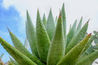 Large green aloe vera plant