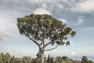 Large tree on Mediterranean coast, Castle Hill Park, Nice, France